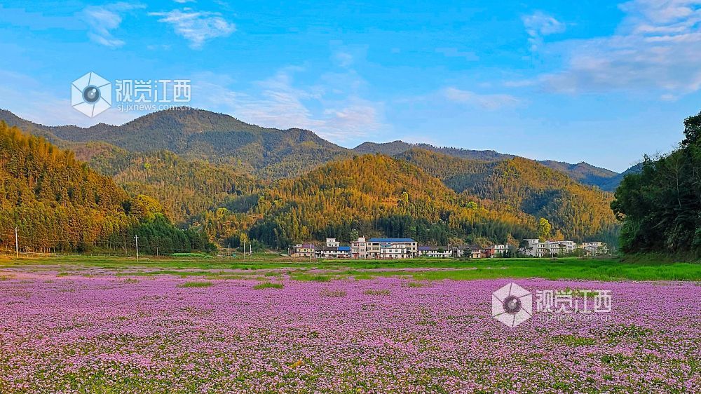 2026年4月1日,江西省宜春市袁州区彬江镇,天空多姿多彩的云霞与地上光影斑斓的红花相映成趣,美不胜收。