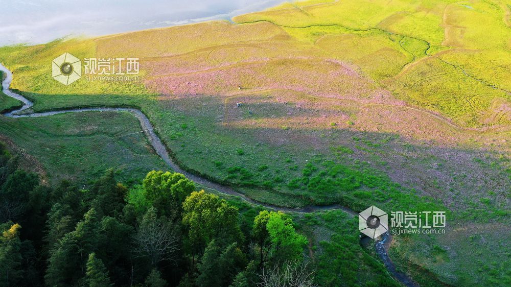 2026年4月1日,江西省宜春市袁州区彬江镇,天空多姿多彩的云霞与地上光影斑斓的红花相映成趣,美不胜收。