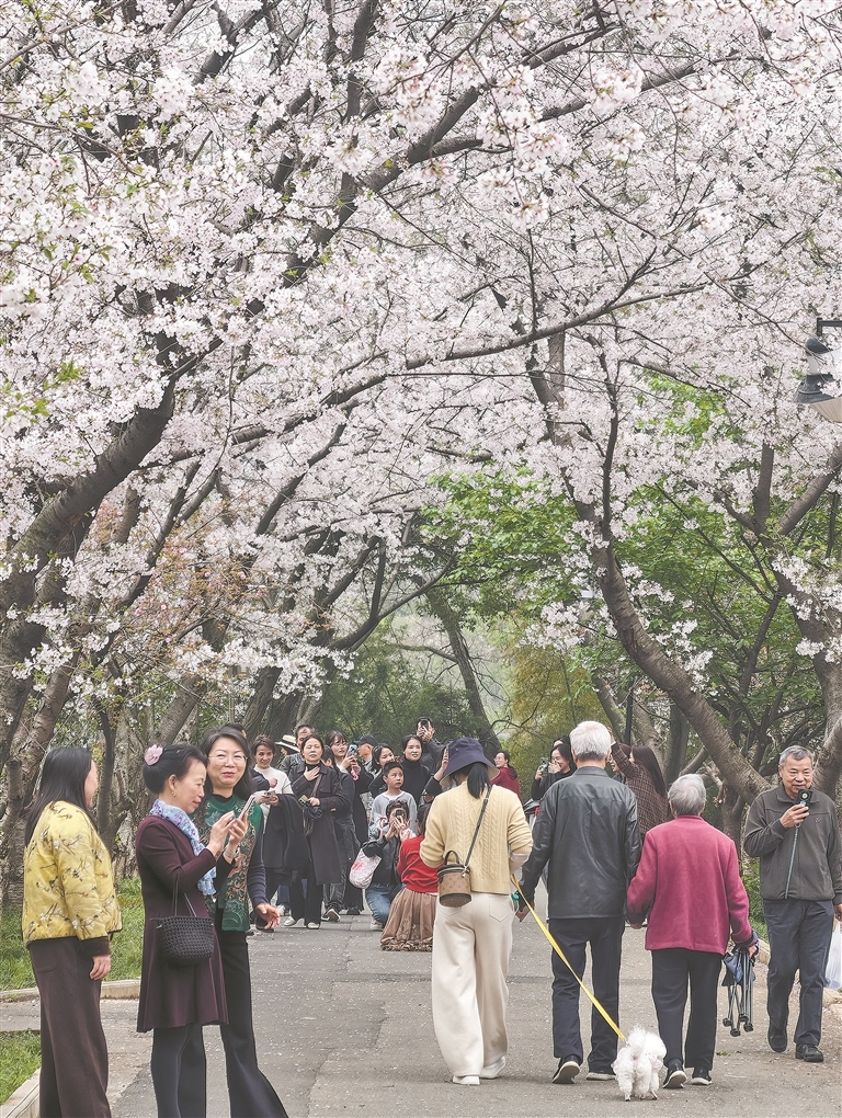 江西省林科院迎来樱花盛花期（图）