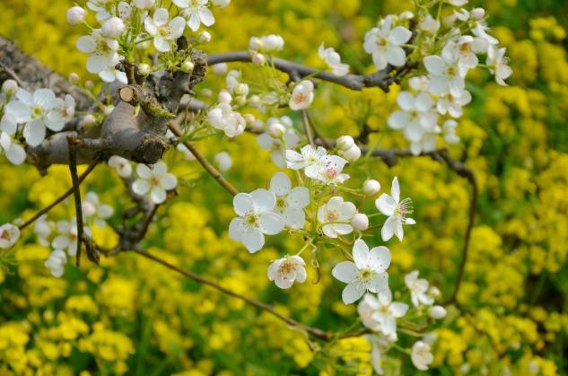 聊城举办作家诗人放歌梨乡三十周年大型采风活动