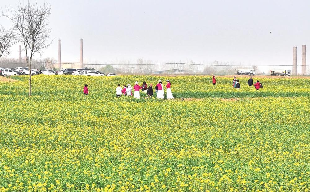 图为邢台金沙河景区的万亩油菜花。