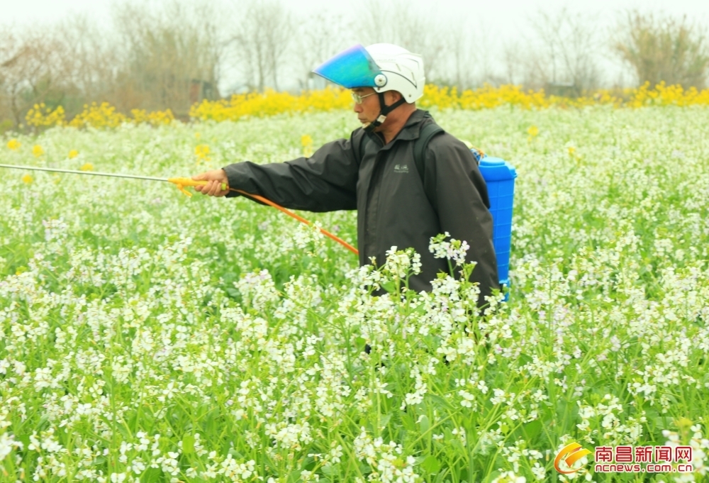 南昌：人勤春早 不负农时（图）