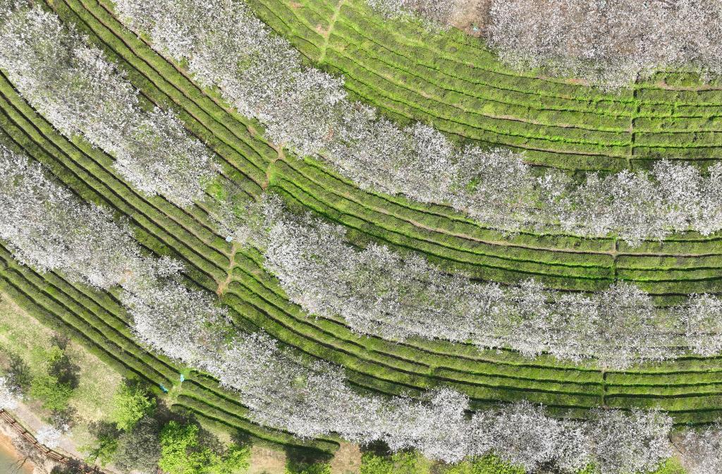 2026年4月2日这是江西省南昌县凤凰沟景区樱花谷盛开的樱花（4月1日摄）（无人机照片）。新华社记者 万象 摄