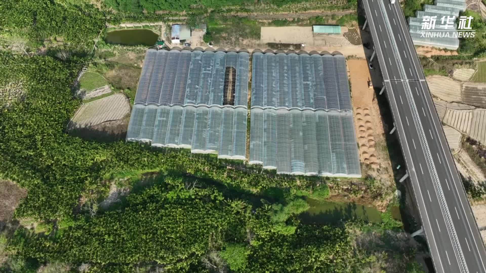 海南五指山：特色南药产业赋能乡村振兴