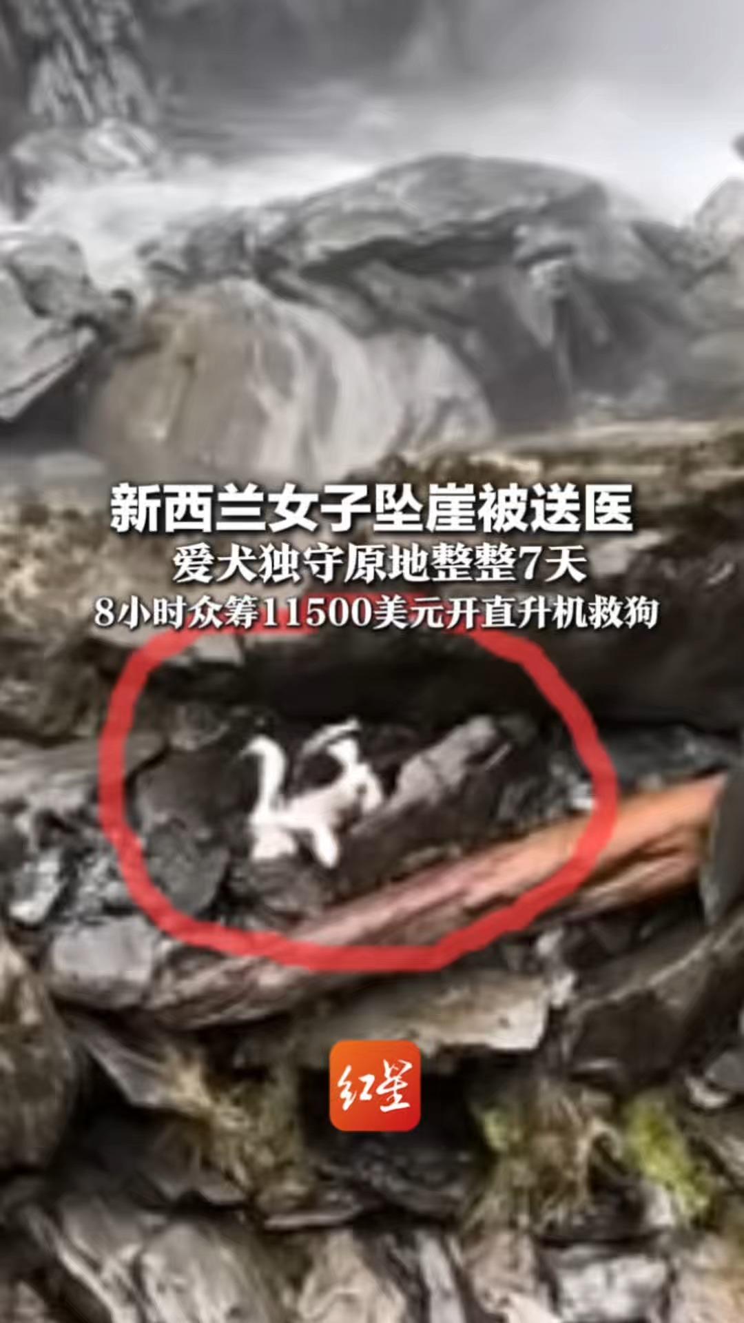 真实版“忠犬八公” 新西兰女子坠崖被送医 爱犬独守原地整整7天 8小时众筹11500美元开直升机救狗