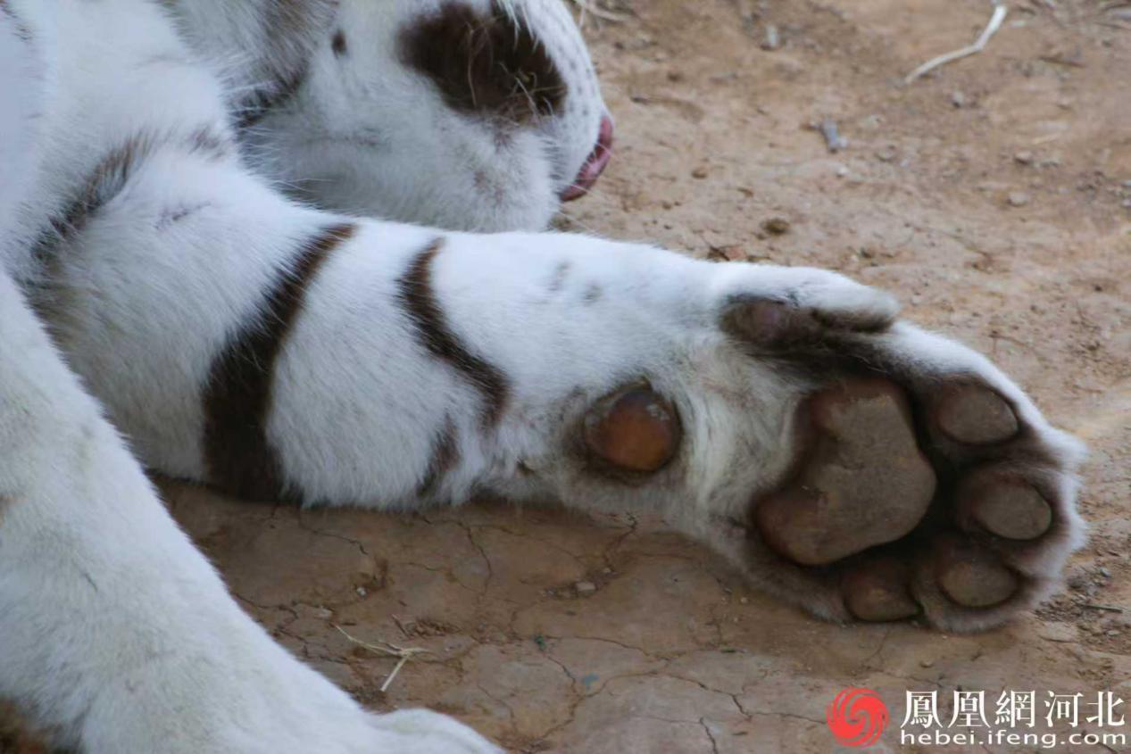 妞妞有着厚实的肉垫爪子 李卓然摄