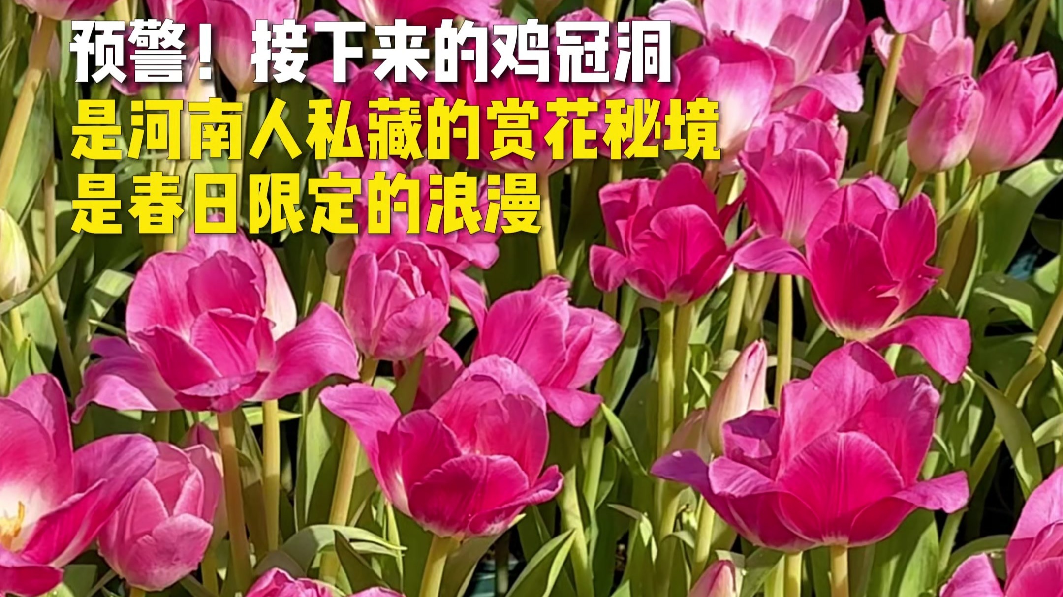 奇豫之旅｜春光明媚，鸡冠洞的春意正浓到了极致
