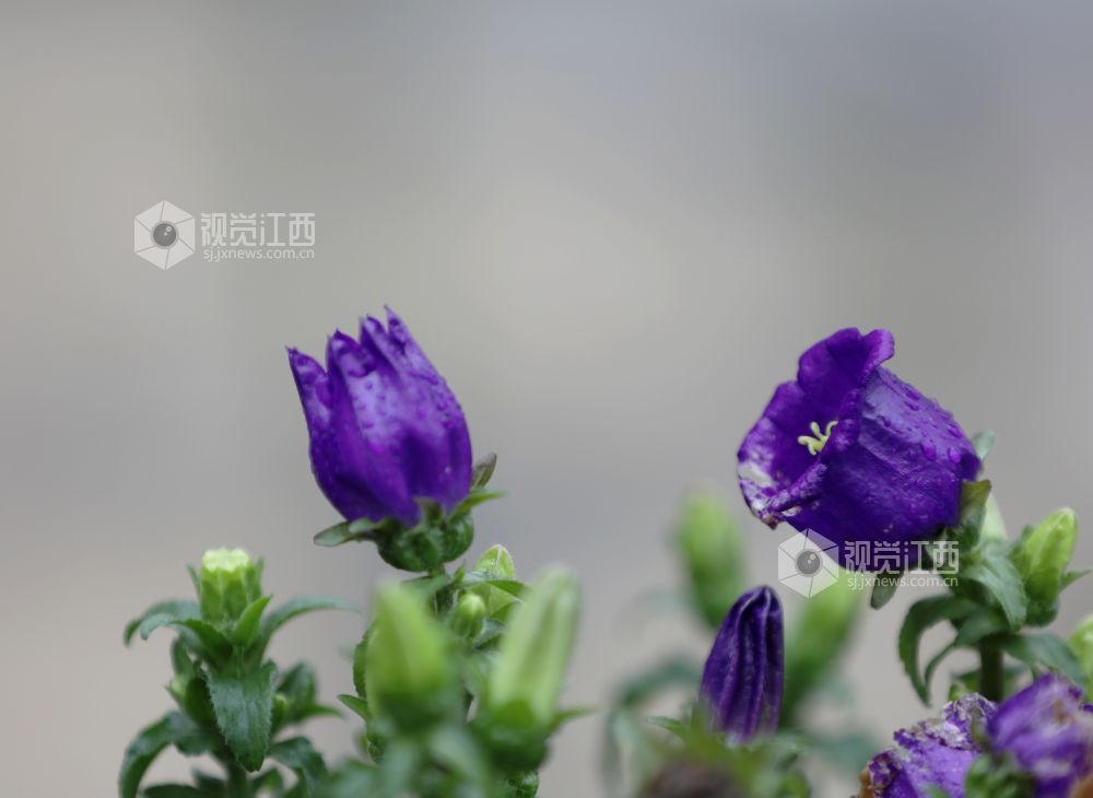 江西分宜：串串风铃映街巷 满城清新入画来（图）