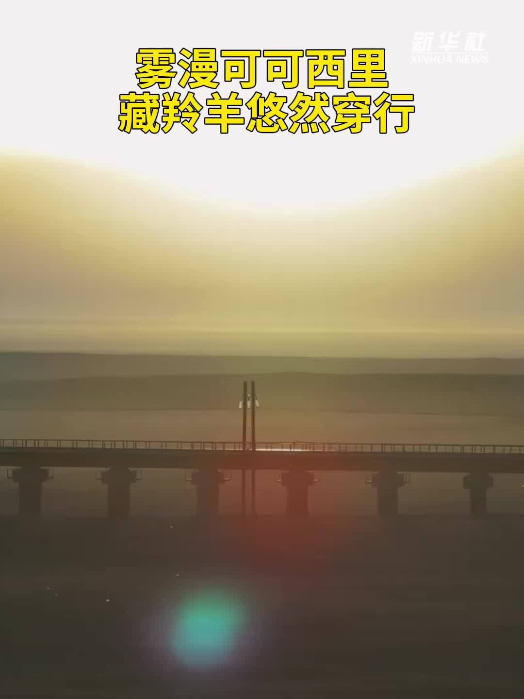 秀我中国｜雾漫可可西里 藏羚羊悠然穿行