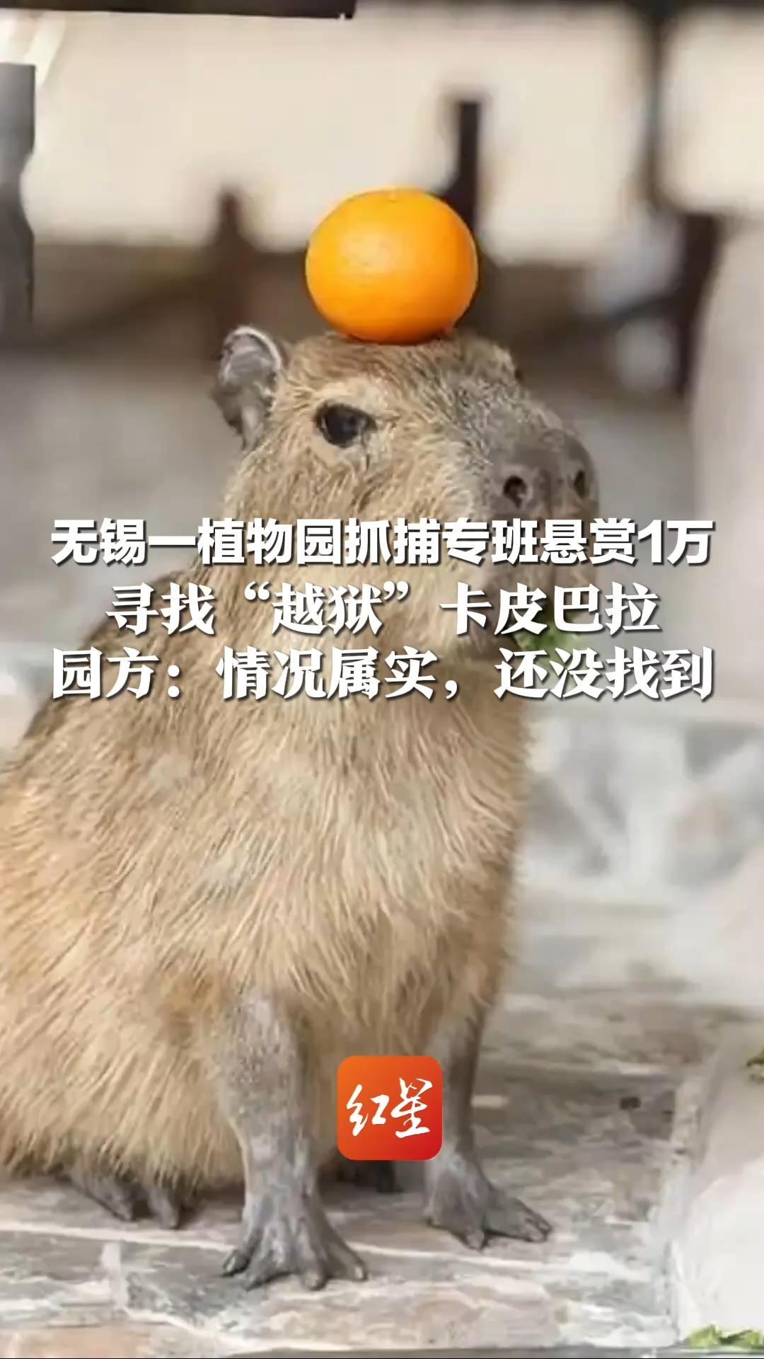 无锡一植物园抓捕专班悬赏1万 寻找“越狱”卡皮巴拉 其趁饲养员开门送草间隙逃跑 园方：情况属实，还没找到