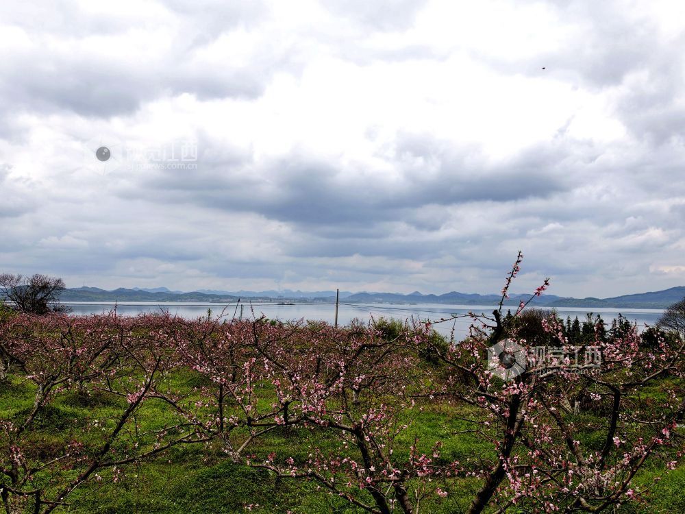 江西分宜:赏桃花 享春光(图)