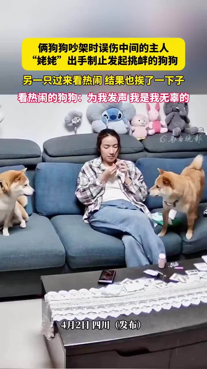 俩狗狗吵架误伤坐在中间的主人