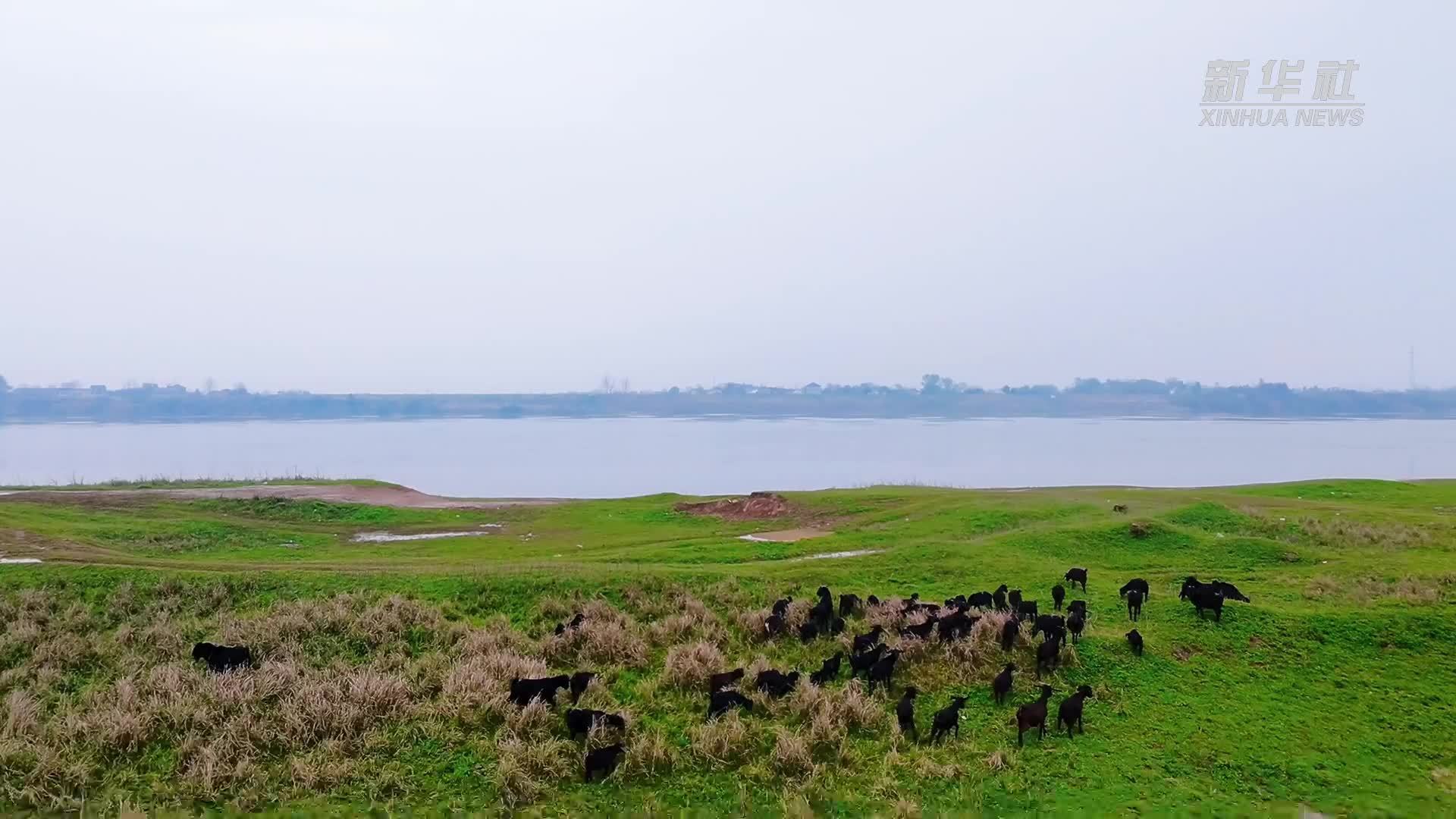 瞰中国｜湖南常德：丹洲草原紫云英绽放