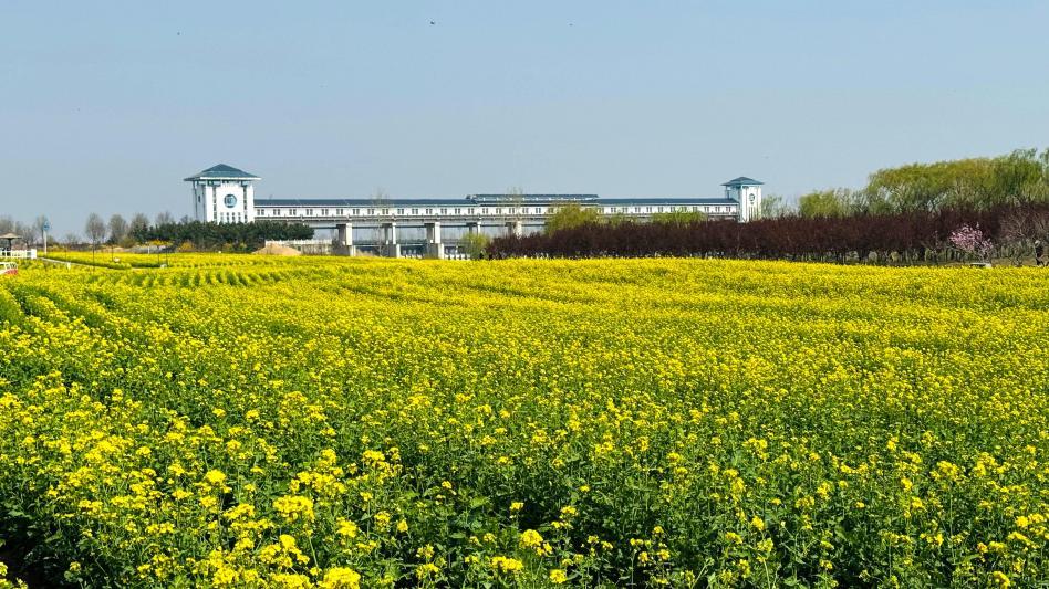 沭河公园连片油菜花铺成鎏金海洋,晴日里晃得人眼亮。辛崇志 摄