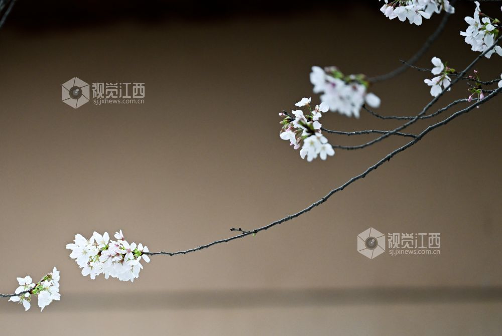 3月30日，江西省林科院千株樱花盛放，粉白花海如云似雪。市民游客漫步花下，打卡春日美景，在樱花雨中尽享南昌春日浪漫。