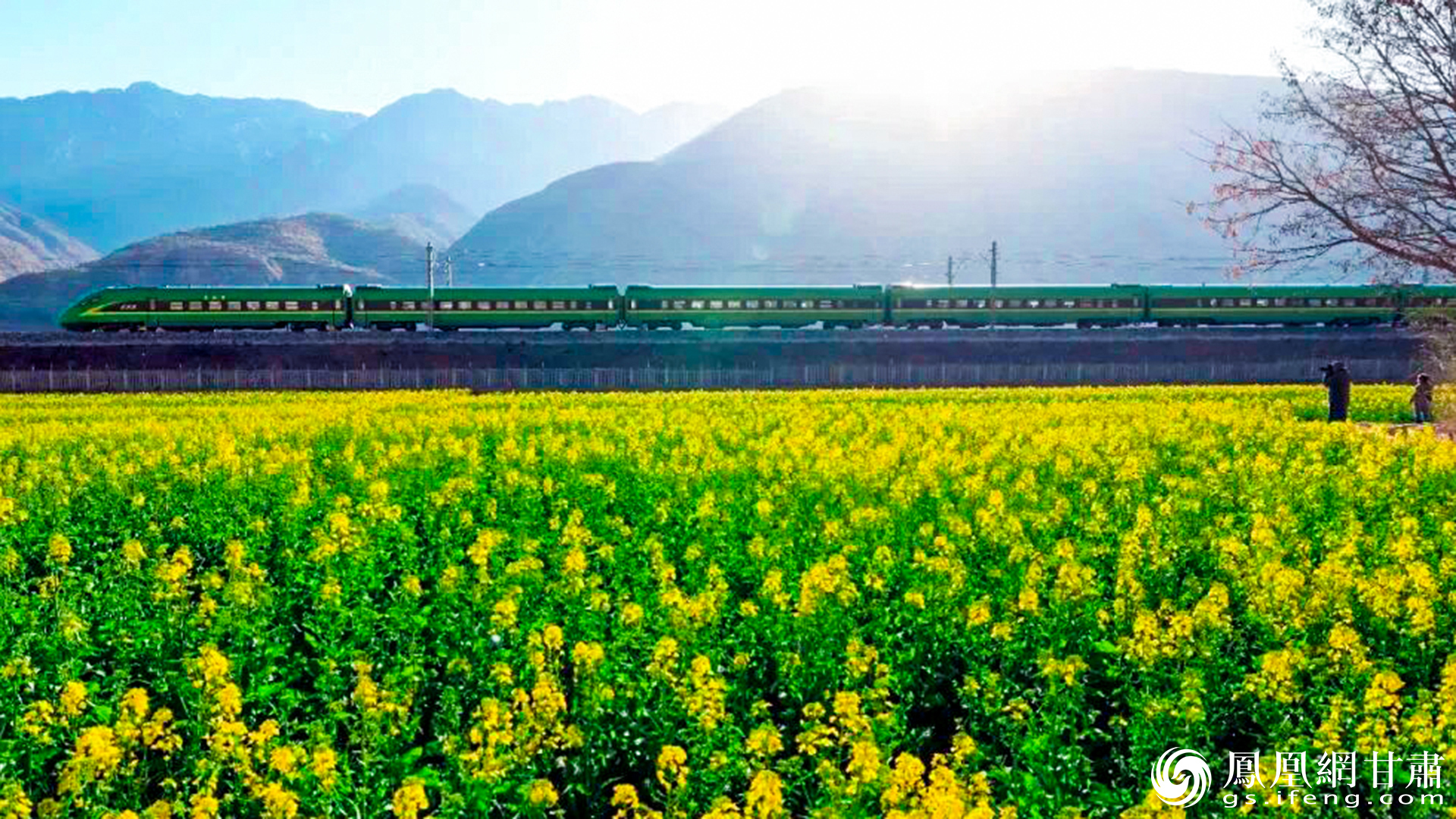 春日列车穿越油菜花海，美得令人陶醉。陇南市文化广电和旅游局供图