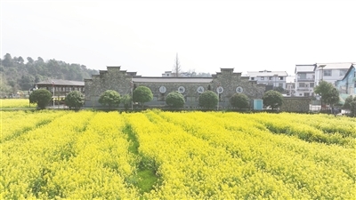贵溪市：油菜花开满目金 乡村旅游春意浓（图）