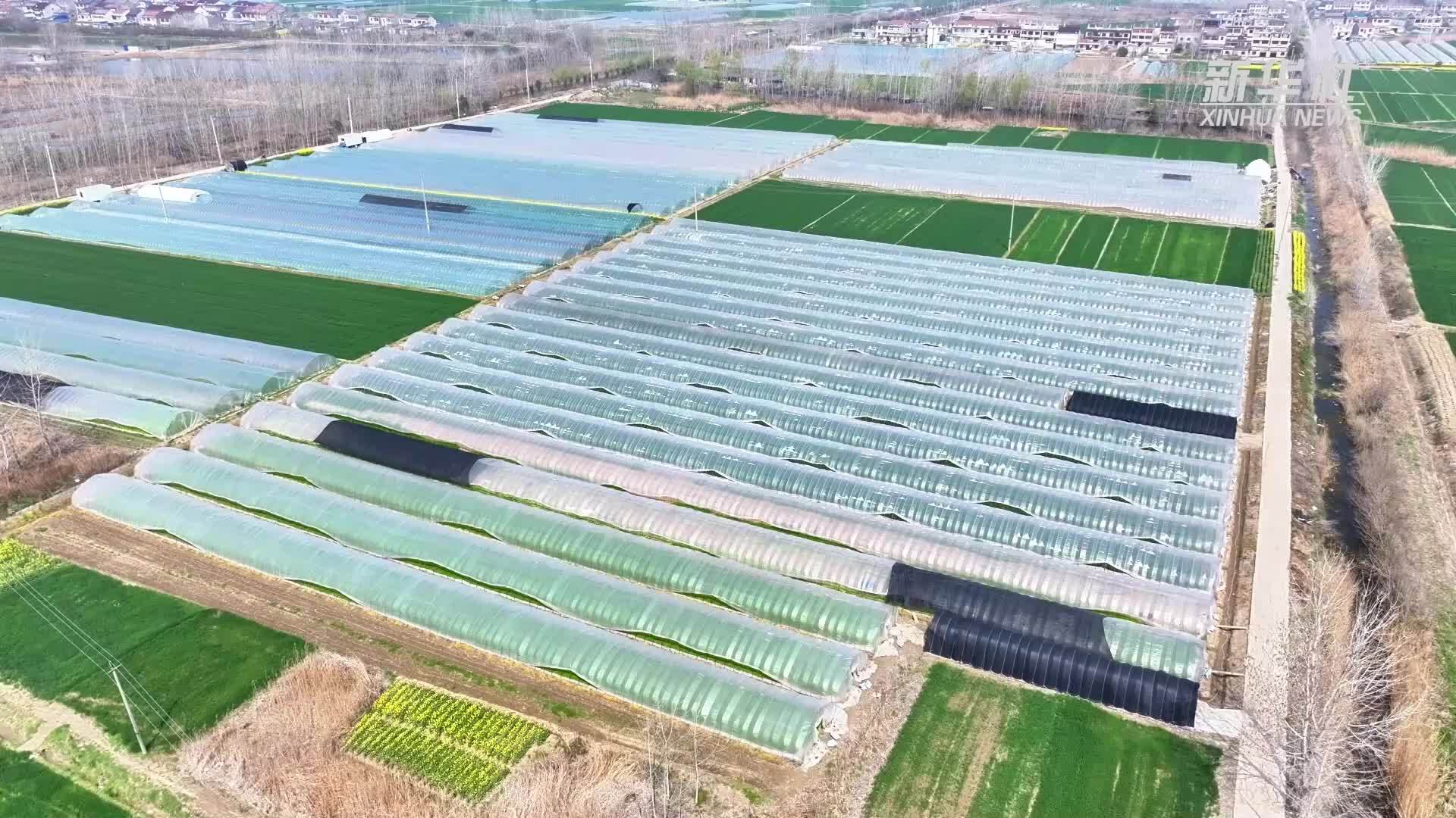江苏淮安：数据成为新农资 手机成为新农具