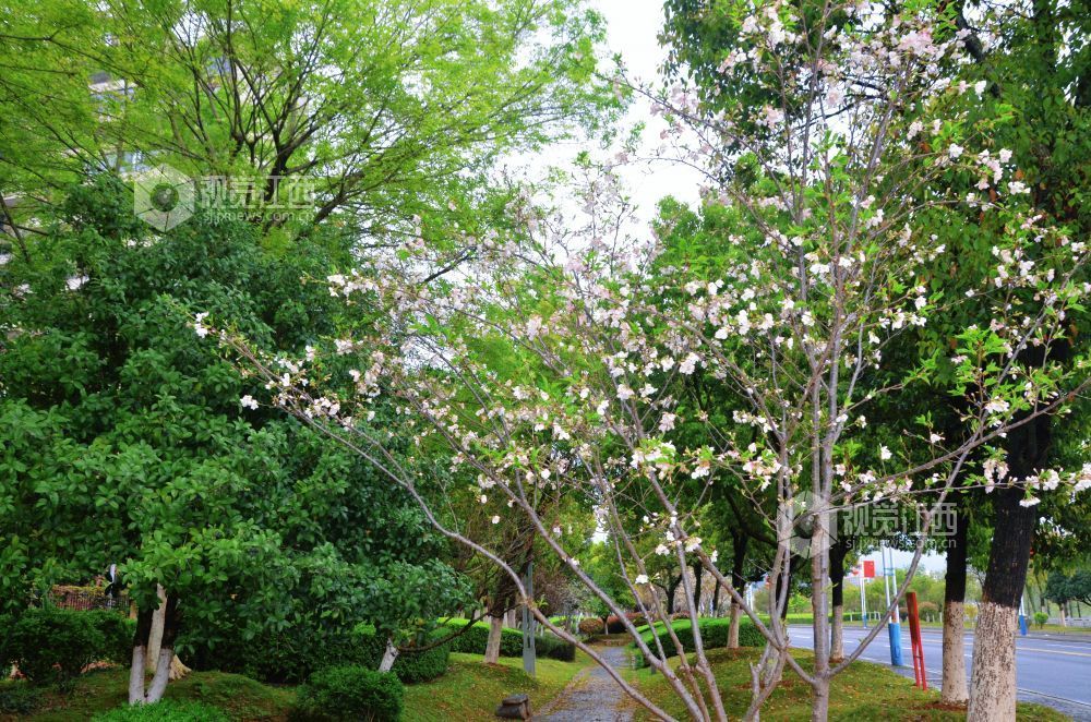 3月30日，江西省永新县沿江路上的新绿枝叶与繁花交相辉映，夹道成景。微风轻拂，花枝摇曳，道路宛如一条绚丽的花廊。