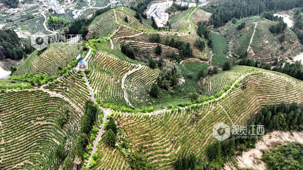 2026年4月2日,航拍视角下的江西省吉安市遂川县汤湖镇生态茶园如大地镌刻的指纹,层层叠叠的茶树沿丘陵山势蜿蜒铺展,大地在山峦间晕开绝美金波,与青山、步道、亭台相映成趣,铺展出一幅茶乡振兴的生态画卷。
