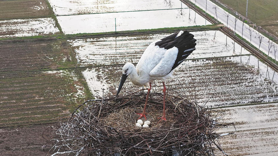 进贤县：高压电塔上的“鸟类大熊猫”下蛋了（图）