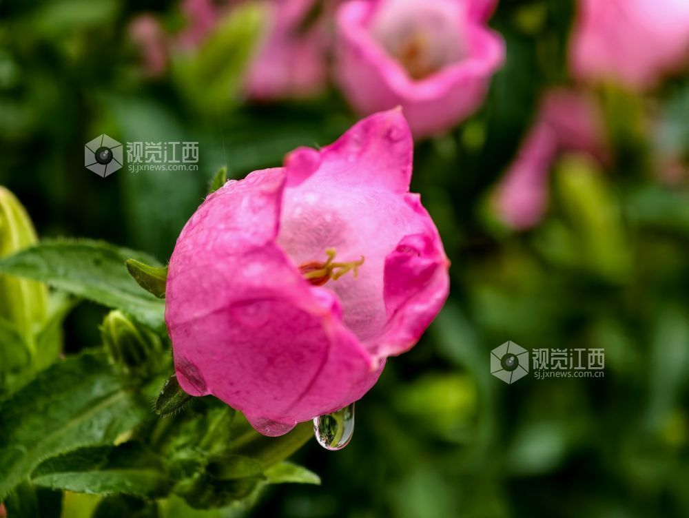 江西分宜：串串风铃映街巷 满城清新入画来（图）