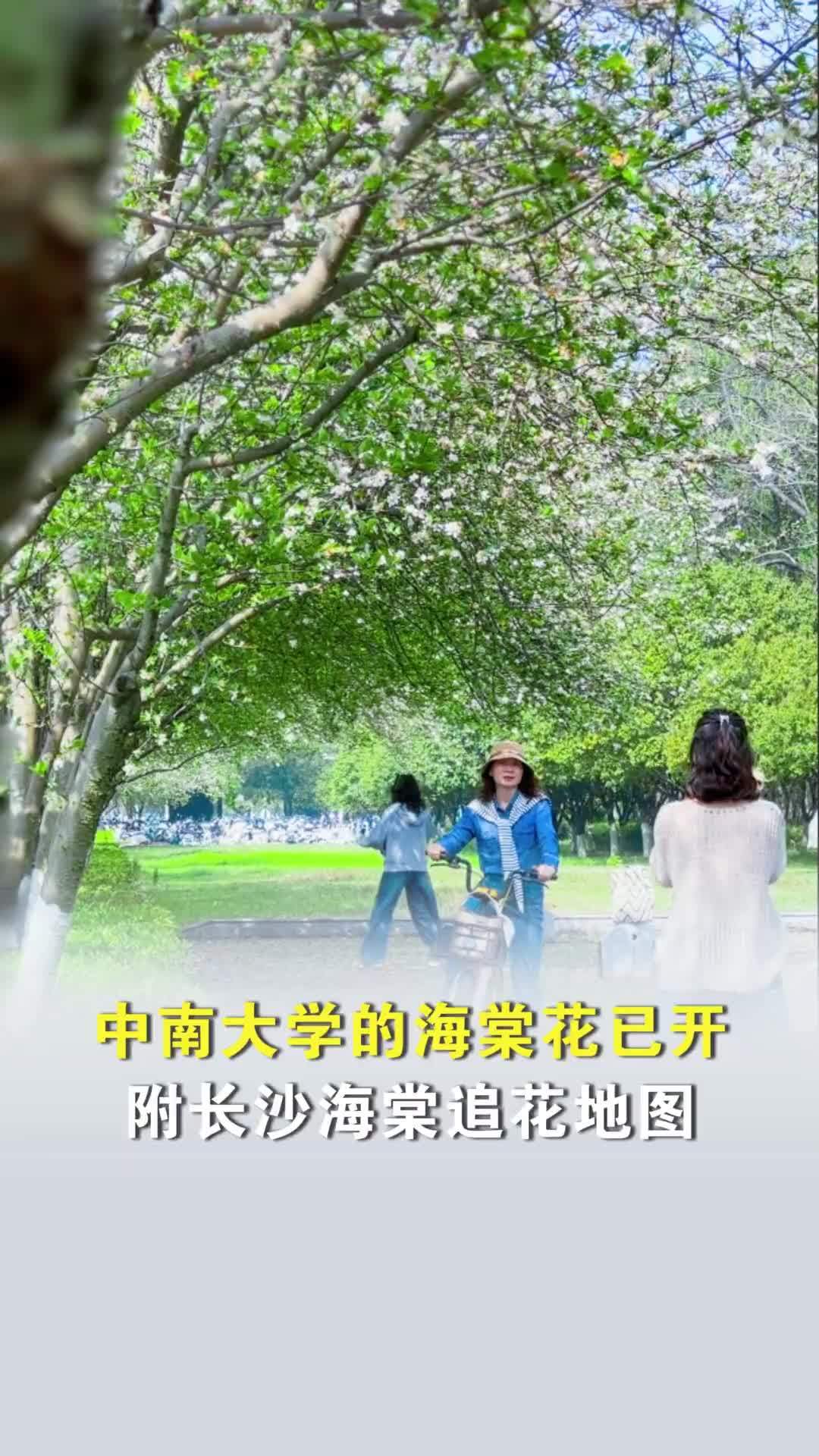 中南大学的海棠花进入盛花期，这份长沙海棠追花地图请收好