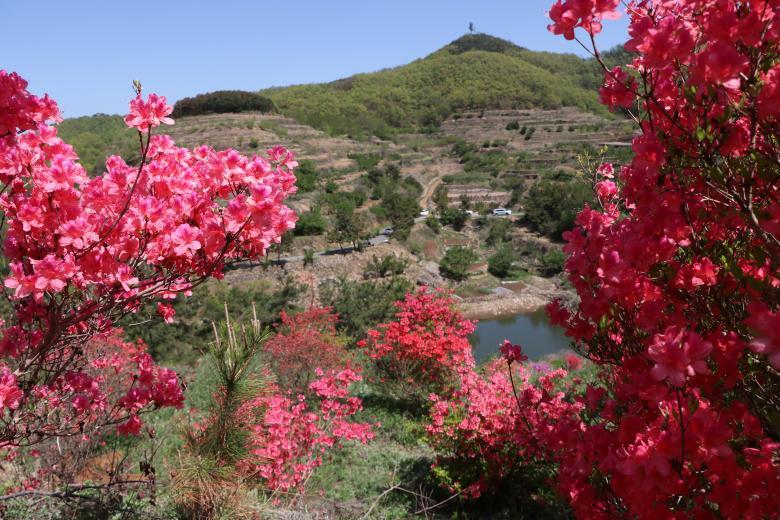 杜鹃如焰,把山野烧得热烈。田文娟 摄