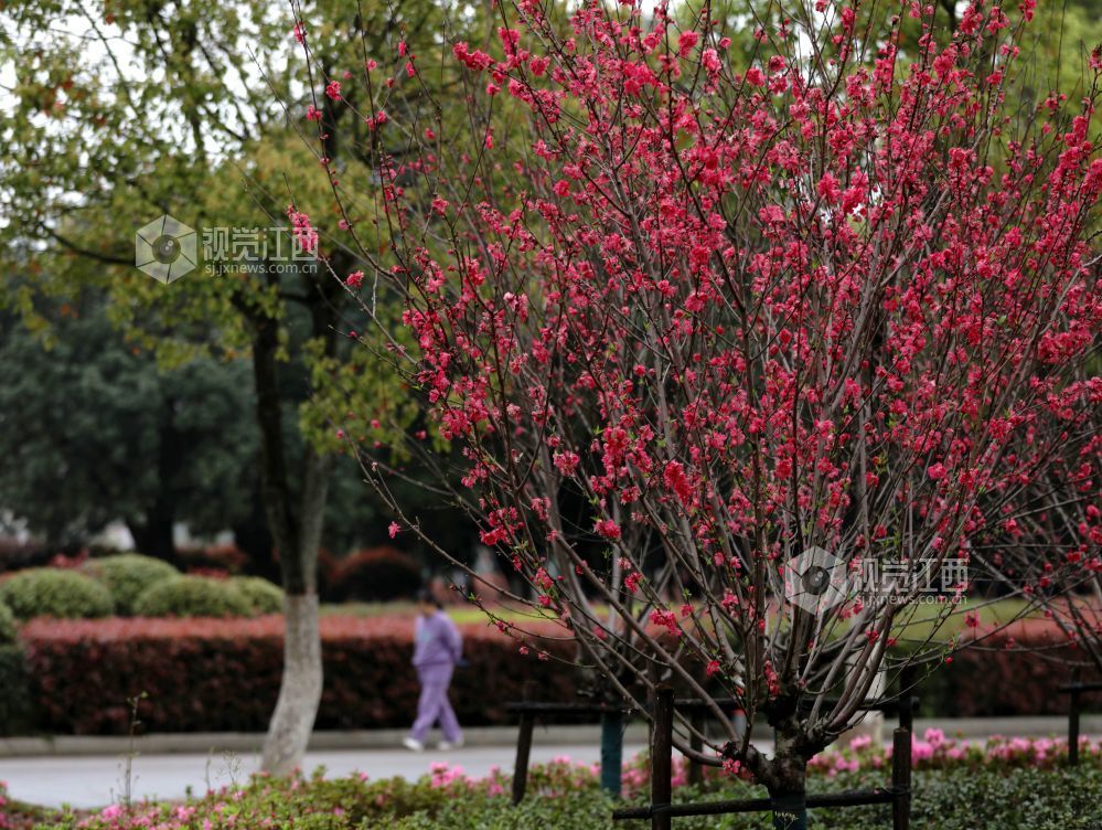 江西分宜：碧桃花开春色美（图）