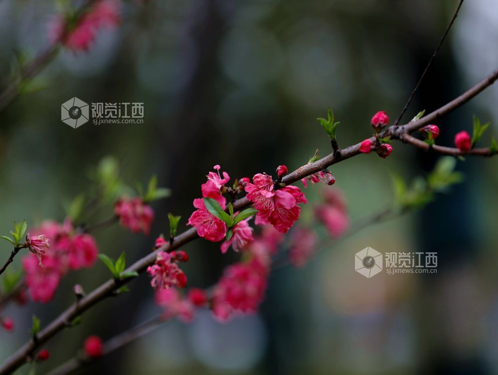 江西分宜：碧桃花开春色美（图）