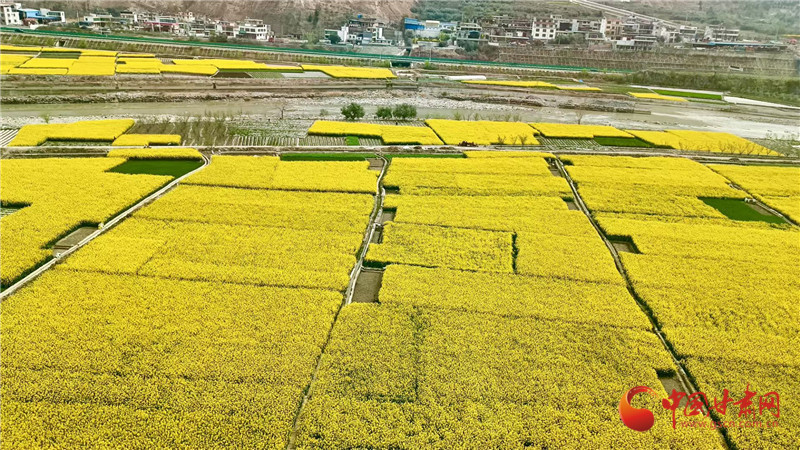 陇南的大片油菜花