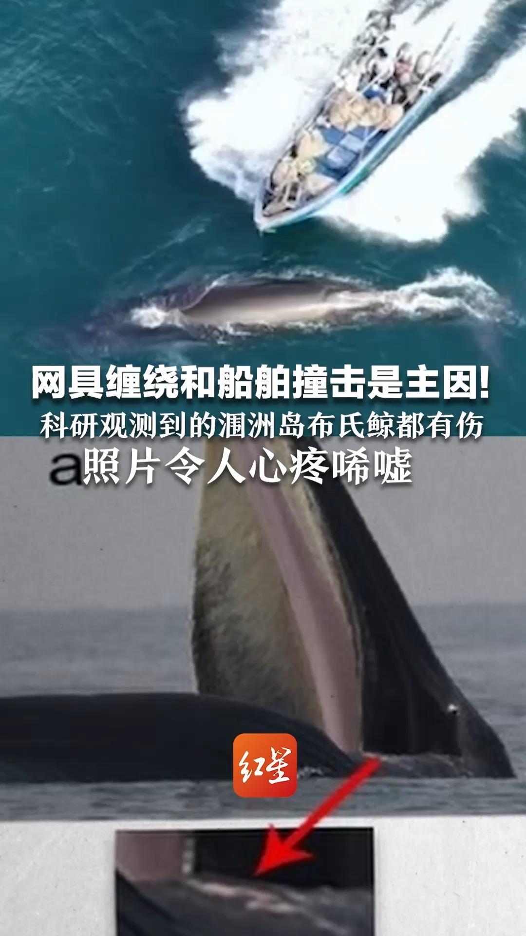 网具缠绕和船舶撞击是主因！科研观测到的涠洲岛布氏鲸都有伤 照片令人心疼唏嘘 专家呼吁建动态保护区：对船只限入限速
