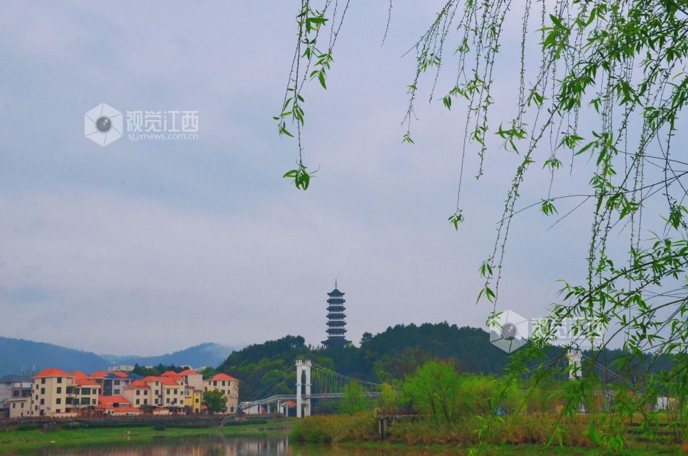 3月30日，江西省永新县沿江路上的新绿枝叶与繁花交相辉映，夹道成景。微风轻拂，花枝摇曳，道路宛如一条绚丽的花廊。