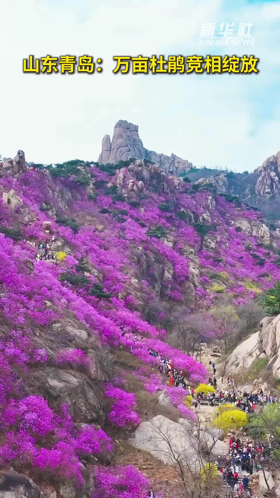 秀我中国｜山东青岛：万亩杜鹃竞相绽放