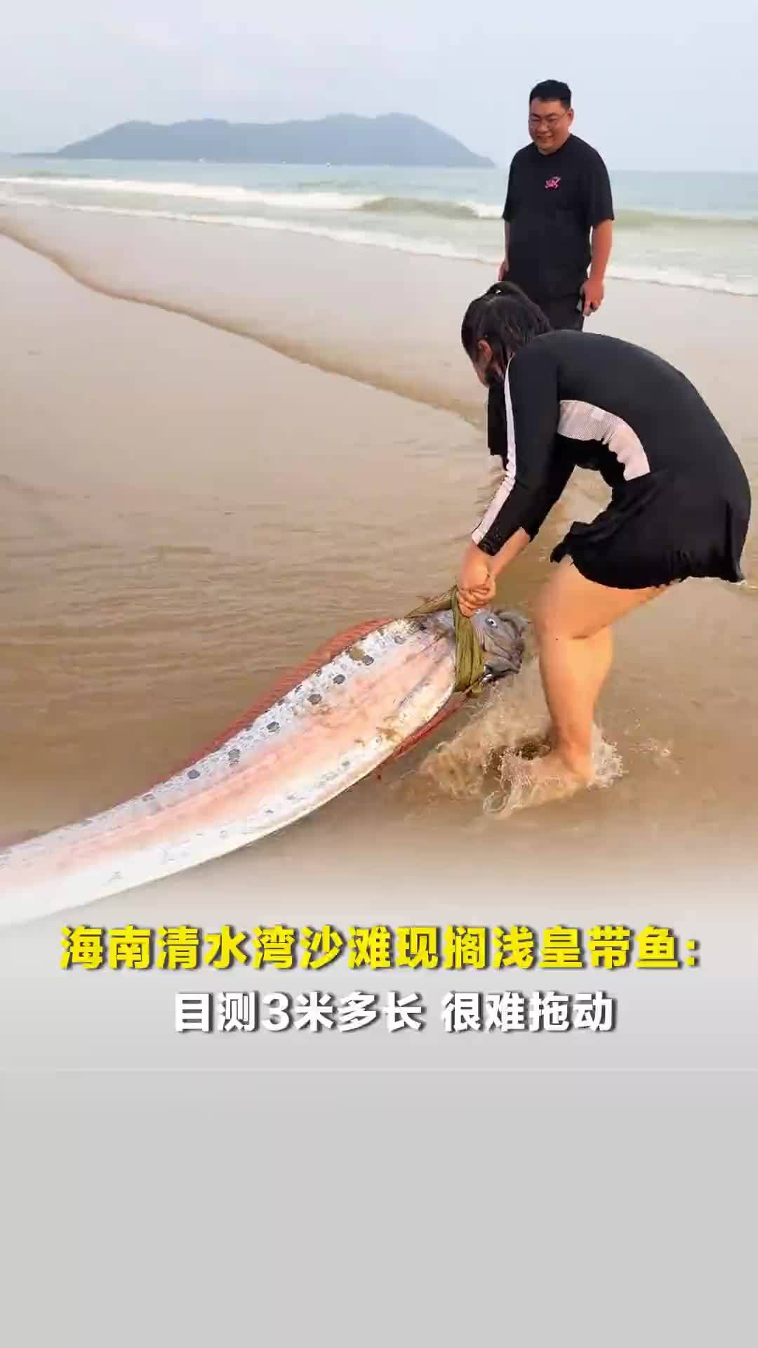 海南清水湾沙滩现搁浅皇带鱼：目测3米多长，很难拖动
