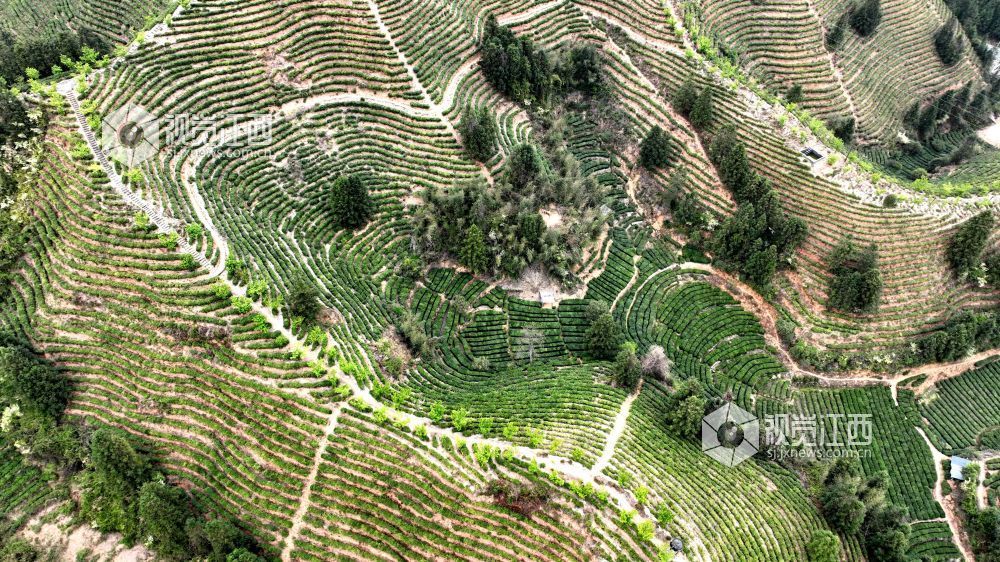 2026年4月2日,航拍视角下的江西省吉安市遂川县汤湖镇生态茶园如大地镌刻的指纹,层层叠叠的茶树沿丘陵山势蜿蜒铺展,大地在山峦间晕开绝美金波,与青山、步道、亭台相映成趣,铺展出一幅茶乡振兴的生态画卷。