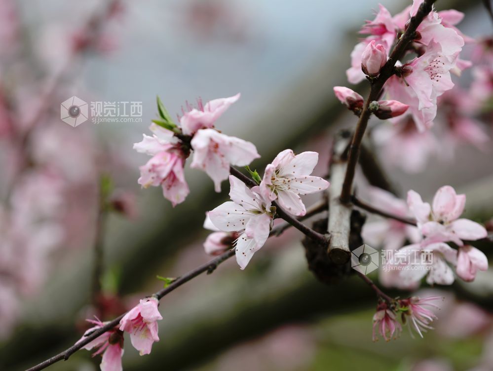 江西分宜:赏桃花 享春光(图)