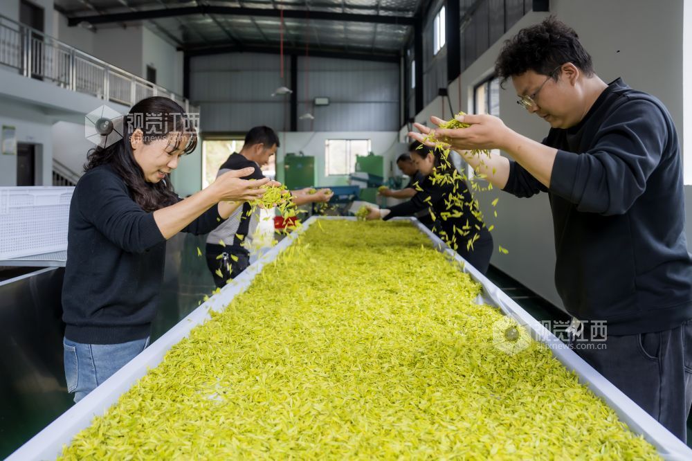 江西分宜：黄茶采摘忙（图）