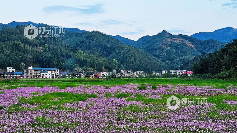 2026年4月1日,江西省宜春市袁州区彬江镇,天空多姿多彩的云霞与地上光影斑斓的红花相映成趣,美不胜收。