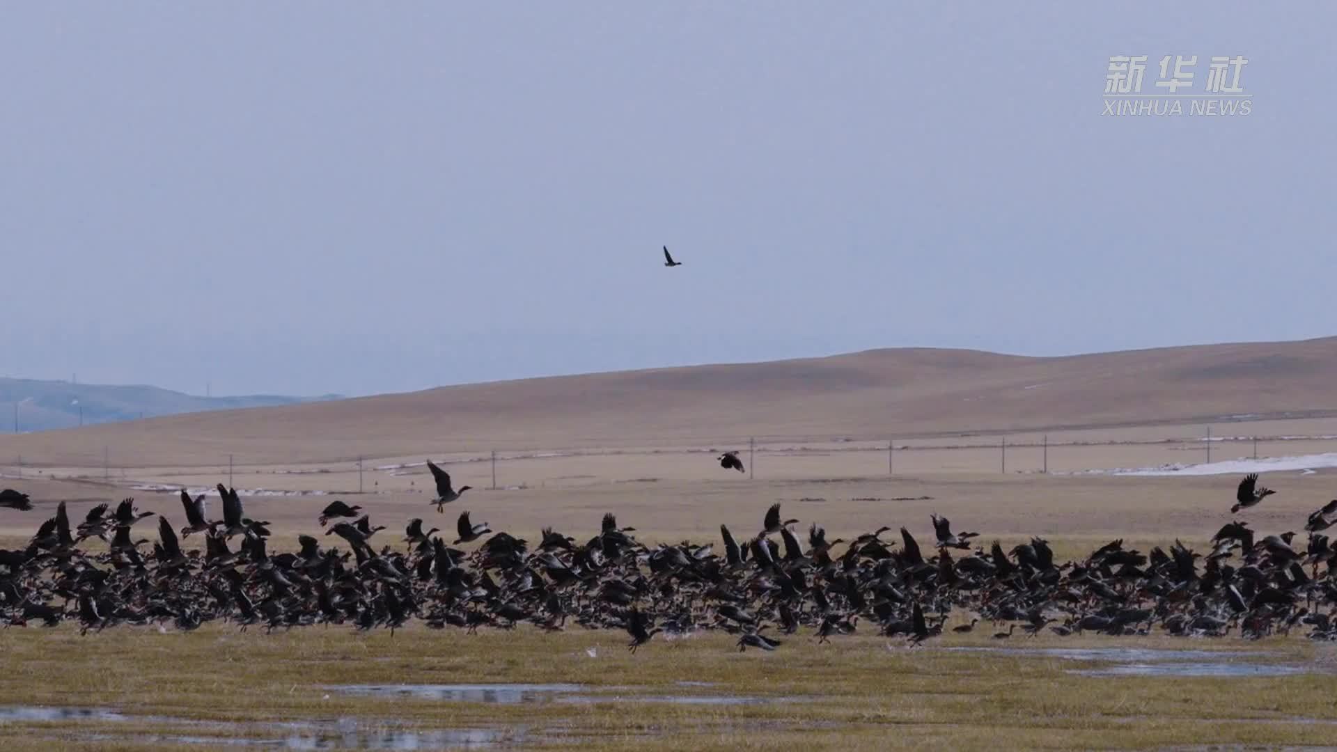 瞰中国｜内蒙古：雁携春风至