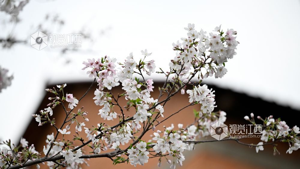 3月30日，江西省林科院千株樱花盛放，粉白花海如云似雪。市民游客漫步花下，打卡春日美景，在樱花雨中尽享南昌春日浪漫。