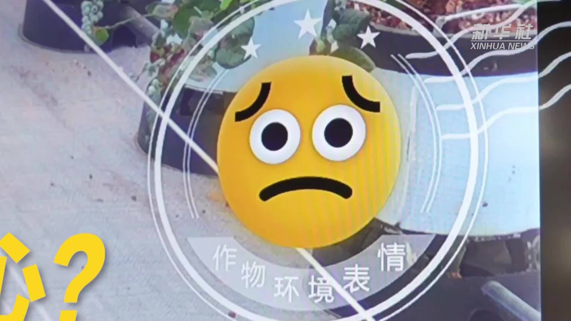 蓝莓不开心？——探访科技感满满的智慧农业基地