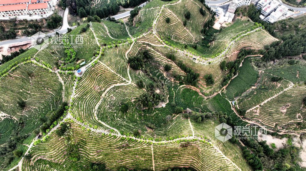 2026年4月2日,航拍视角下的江西省吉安市遂川县汤湖镇生态茶园如大地镌刻的指纹,层层叠叠的茶树沿丘陵山势蜿蜒铺展,大地在山峦间晕开绝美金波,与青山、步道、亭台相映成趣,铺展出一幅茶乡振兴的生态画卷。
