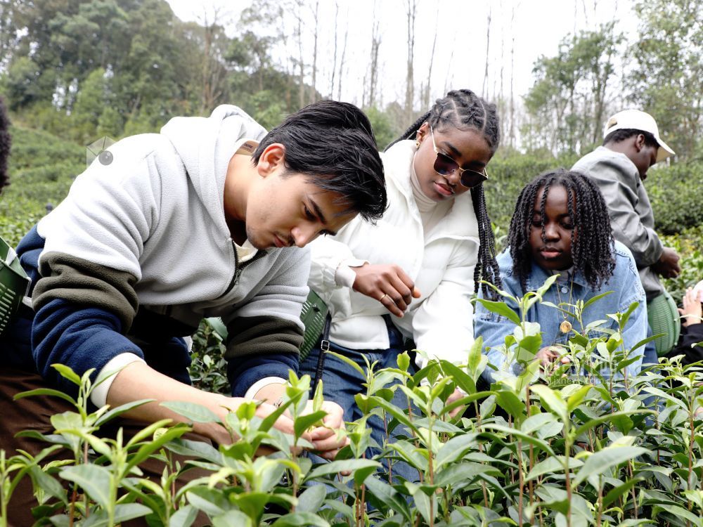 江西分宜:留学生采摘春茶(图)