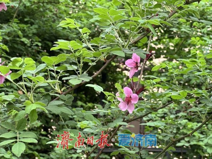 一年四季 泉在济南｜桃花映长街 春意满泉城