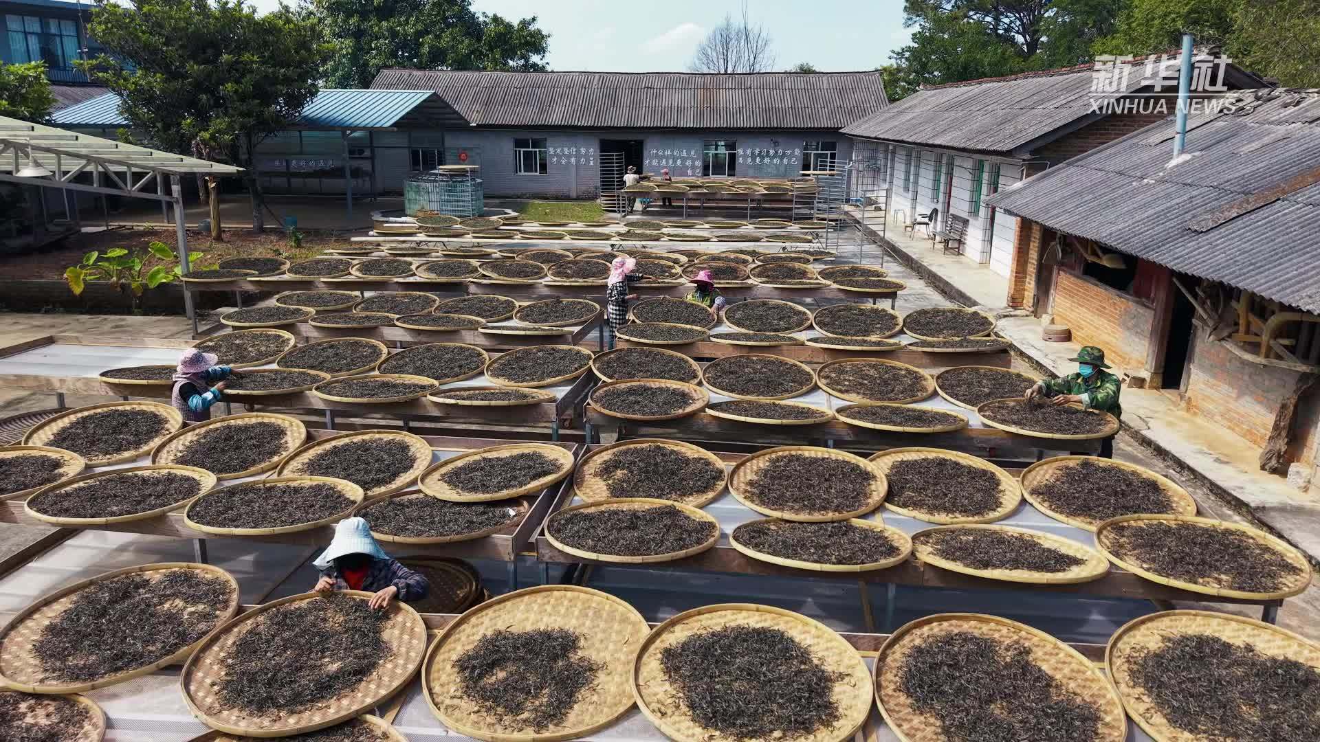 挂钩梯子齐上阵 云南宁洱大树春茶抢鲜忙