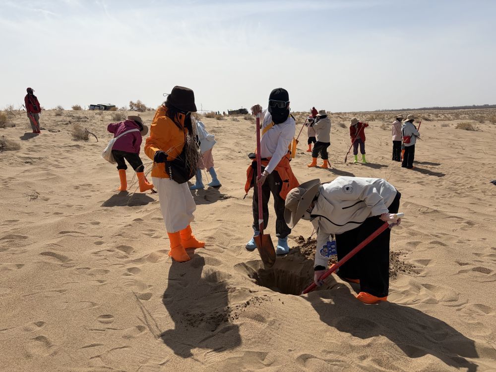 志愿者在民勤腾格里沙漠西缘植绿 新华社记者 程楠 摄