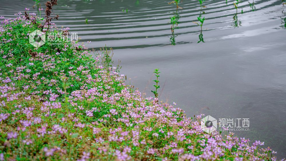 2026年4月1日在江西省吉安市新干县溧江镇培山水库拍摄的画面。