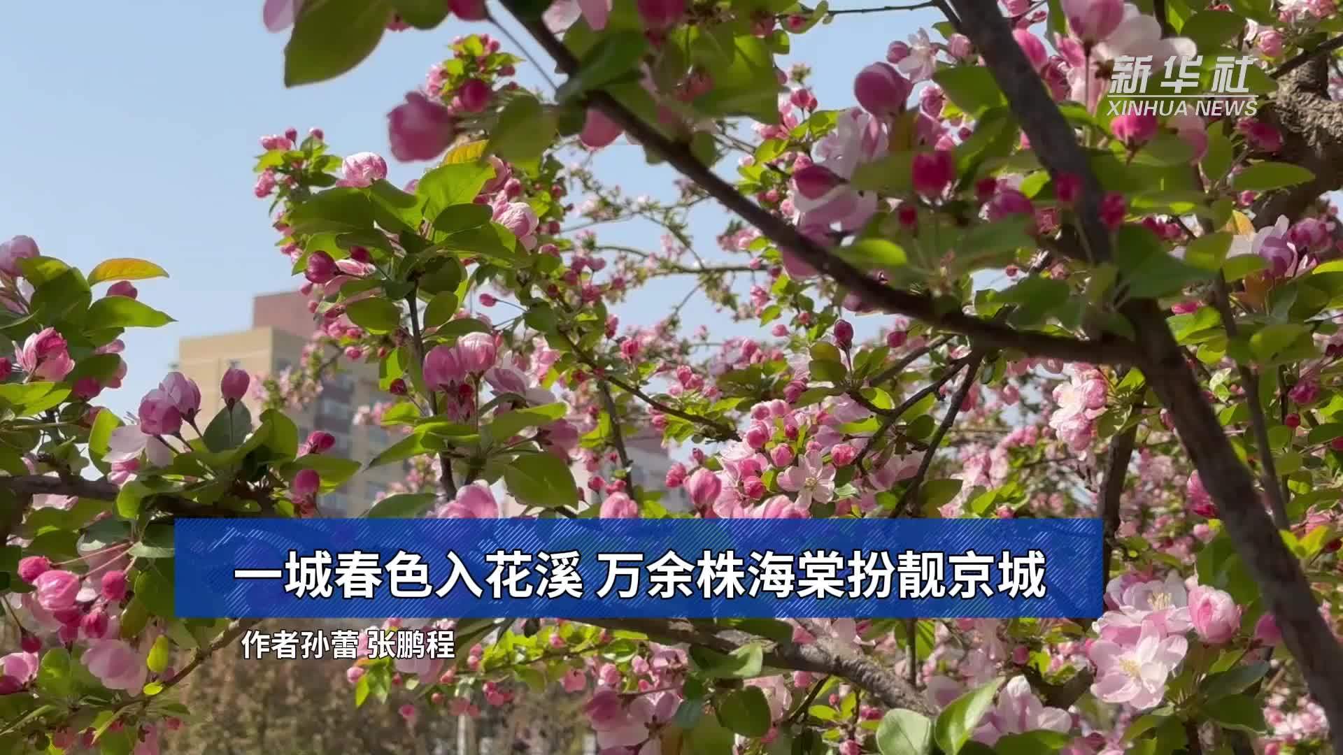 一城春色入花溪 万余株海棠扮靓京城