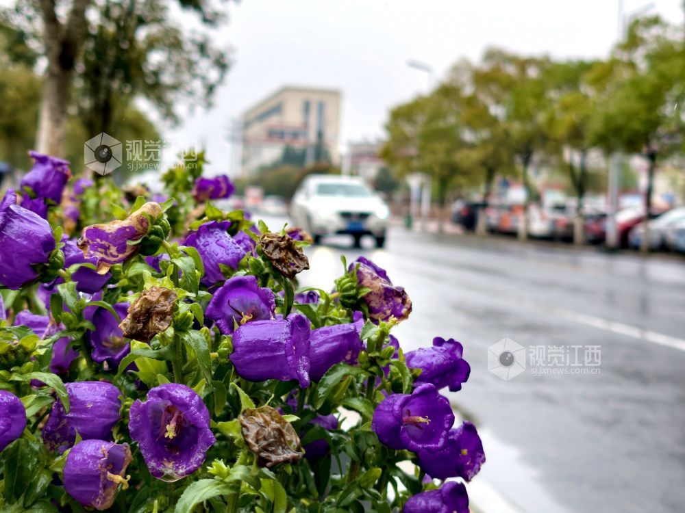 江西分宜：串串风铃映街巷 满城清新入画来（图）